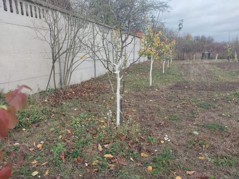 Whitewashing trees after trimming a the trunk