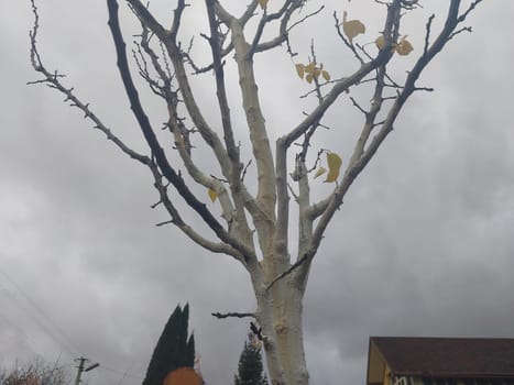 Whitewashing trees after trimming a the trunk
