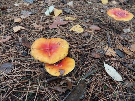 Autumn fly agaric mushrooms grew in a the forest