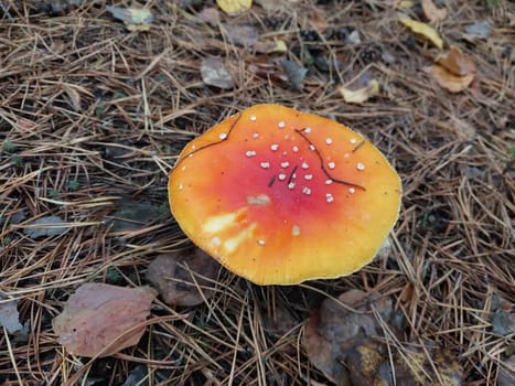 Autumn fly agaric mushrooms grew in a the forest