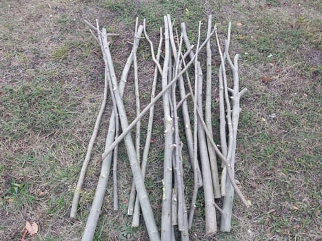 Harvesting firewood from the young aspen trees