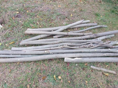 Harvesting firewood from the young aspen trees