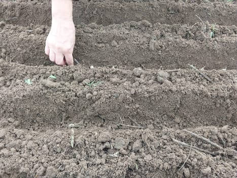 Autumn planting of onions in a the garden