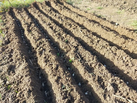 Autumn planting of onions in a the garden