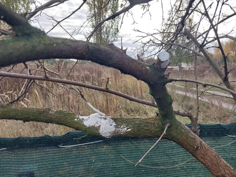 Whitewashing trees after trimming a the trunk
