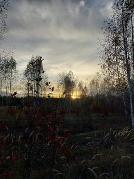 Panorama of a the young forest outside the city