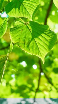 Green leaves on the blurred backgrounds in sunny day. Nature green background. Copy space. High quality photo