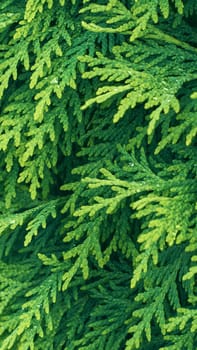 Western thuja green twig. Marsh cedar plant texture background. Thuja occidentalis. High quality photo