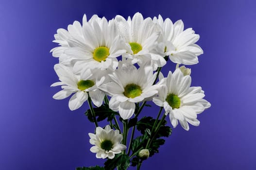 White chamomile on a blue background. Flower head close-up studio shot