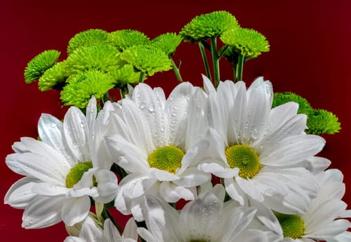 White chamomile on a red background. Flower head close-up studio shot