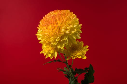 Yellow orange chrysanthemum Safari Orange flower on a red background. Flower head close-up