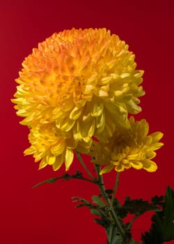 Yellow orange chrysanthemum Safari Orange flower on a red background. Flower head close-up