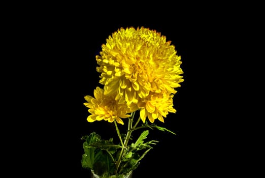 Yellow orange chrysanthemum Safari Orange flower on a black background. Flower head close-up