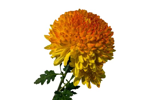 Yellow orange chrysanthemum Safari Orange flower isolated on a black background. Flower head close-up