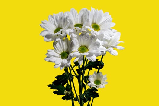 White chamomile on a yellow background. Flower head close-up studio shot