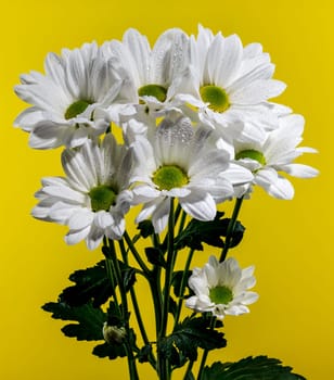 White chamomile on a yellow background. Flower head close-up studio shot