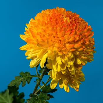 Yellow orange chrysanthemum Safari Orange flower on a blue background. Flower head close-up
