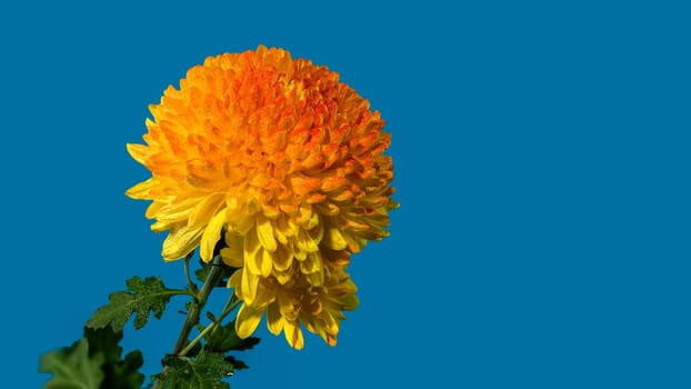 Yellow orange chrysanthemum Safari Orange flower on a blue background. Flower head close-up