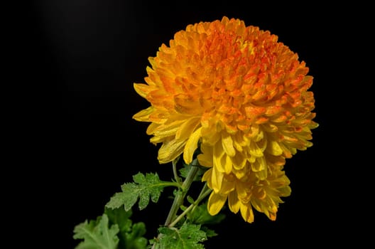 Yellow orange chrysanthemum Safari Orange flower on a black background. Flower head close-up