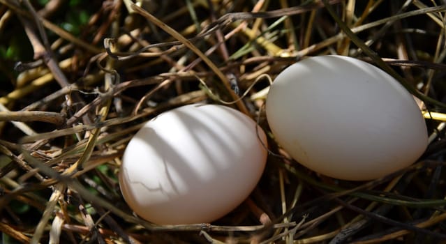 Fresh pigeon eggs