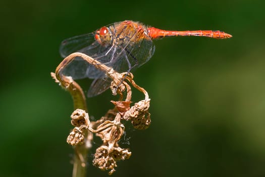 Blood-red shedelibelle