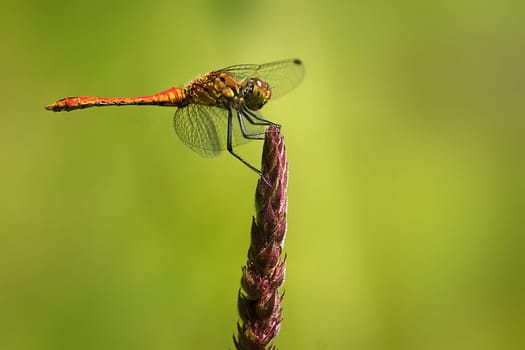 blood-red heath dragonfly