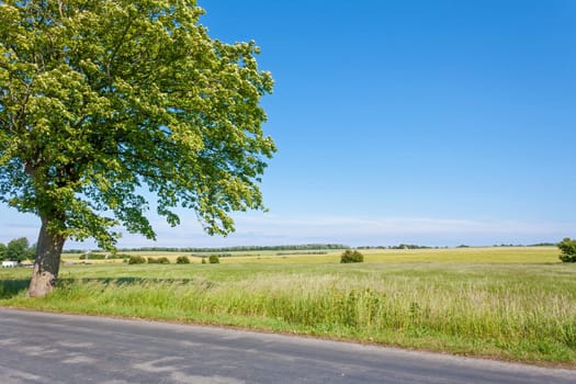 idyllic land, tree near lonely track, field, meadow and blue sky