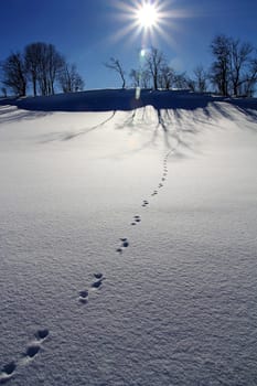 Animal tracks in the snow
