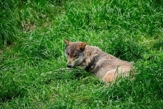 Gray Wolf (Canis lupus) in Forest