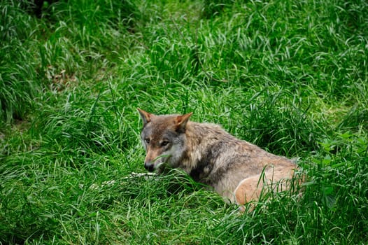 Gray Wolf (Canis lupus) in Forest