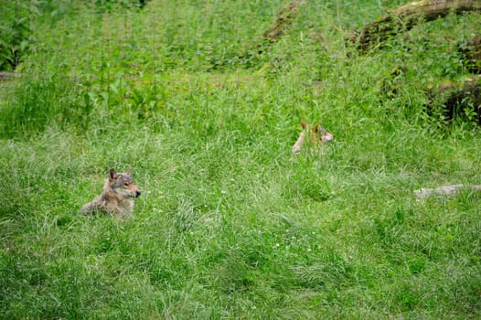 Gray Wolf (Canis lupus) in Forest
