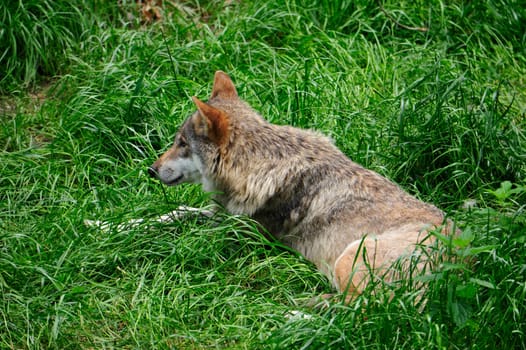 Gray Wolf (Canis lupus) in Forest