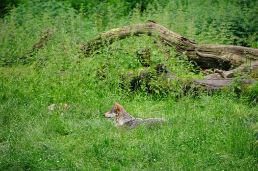 Gray Wolf (Canis lupus) in Forest