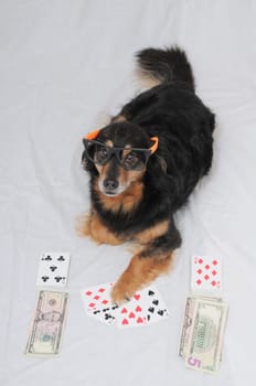 One Smart Old Black Dog Playing Poker On a White Background