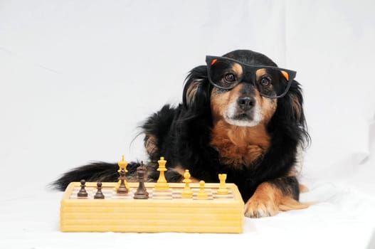 One Smart Black Dog Playing Chess on a White Background