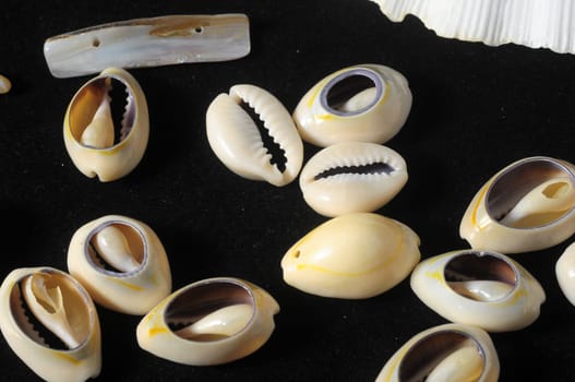 Textured Limestone Sea Shells on a Black Background