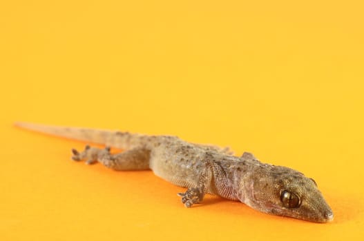Small Gray Gecko Lizard on a Colored Background