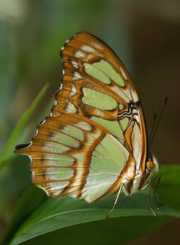 Malachite