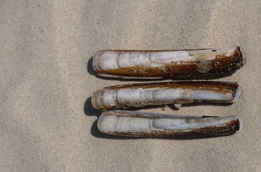 Sword mussels