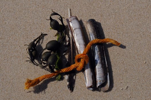 Strandgut