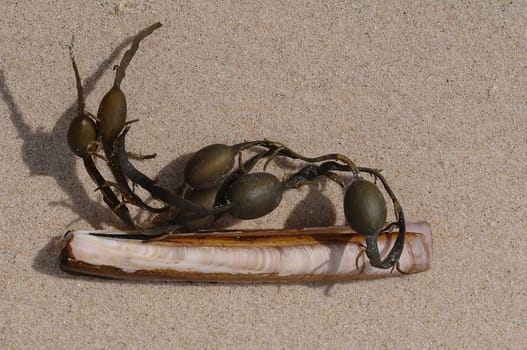 Sword mussel