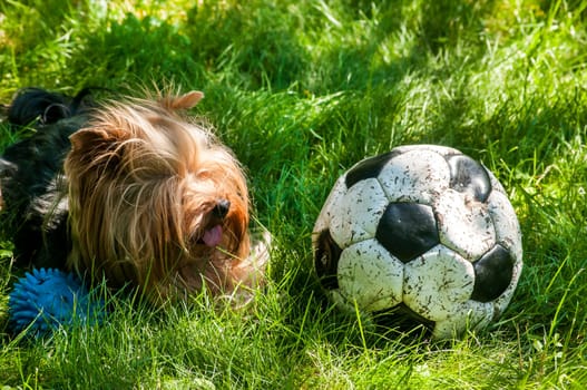 Yorkshire Terrier lying on green grass and old shabby leather soccer ball