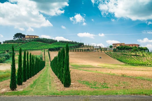 Vineyards and farm road in Tuscany, Italy.