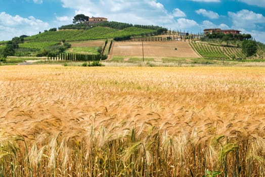 Cereal crops and farm in Tuscany, Italy