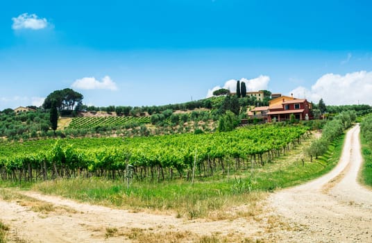 Vine plantations and farmhouse in Toscana, Italy.