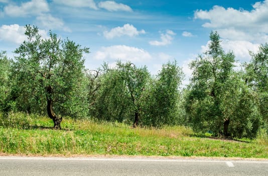 Olive trees in Italy. Olive plantation