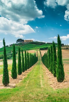 Vineyards and farm road in Tuscany, Italy.