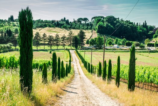 Vineyards and farm road in Toscana, Italy.