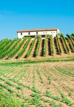 Vine plantations and farmhouse in Tuscany, Italy.