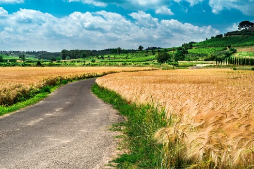 Cereal crops and farm in Tuscany, Italy